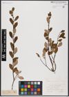 Foto von Salix aurita L.